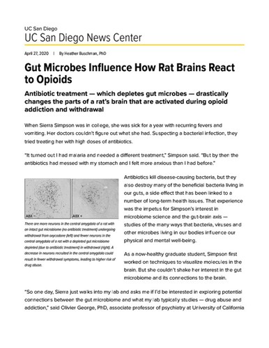 Gut Microbes Influence How Rat Brains React to Opioids