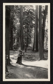 Among the redwoods near Scotia, California