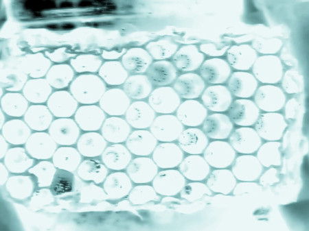 Larvae Cam