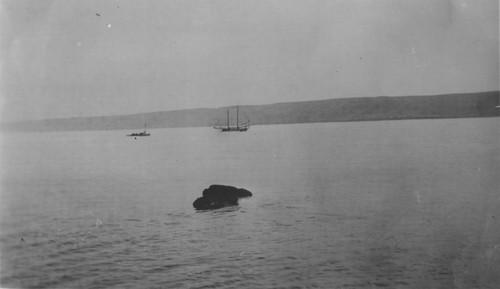 Large ship with mast is the yacht "Loma", given to the Marine Biological Association of San Diego by E.W. Scripps. Scripps installed a gasoline engine and scientific apparatus. He reserved the right to make personal use of the yacht when he had need of it. The Association became the Scripps Institution of Oceanography. Circa 1904