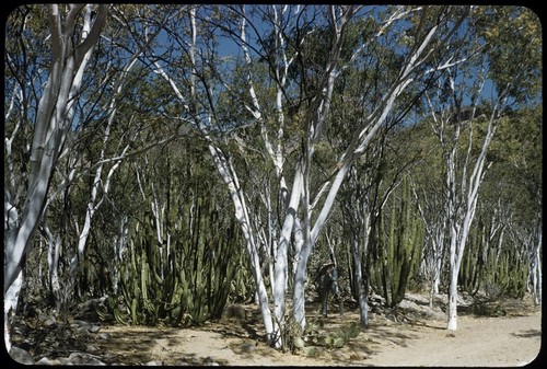 Palo blancos (lysiloma candida) near Puerta Vieja