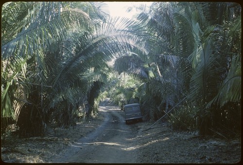 Road to Puerto Vallarta, one mile south of Las Higueras