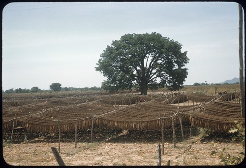 Drying tobacco near Santiago