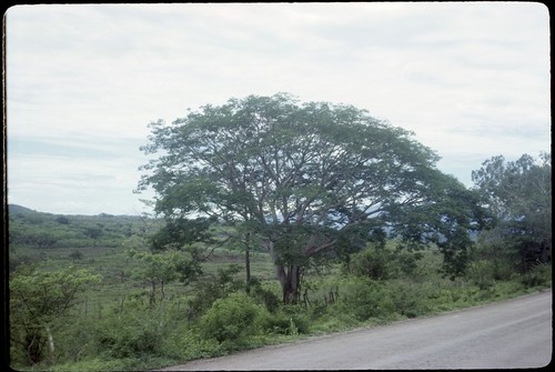 Ceiba, near Crucero San Blas