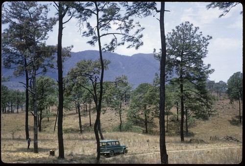 Pine forest east of San Pedro Lagunillas