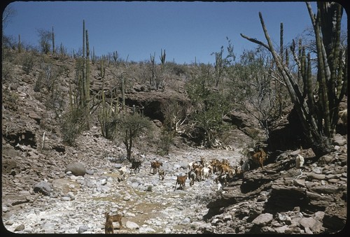 El Cayuco