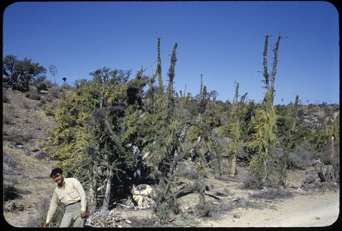 Between Santo Dominguito and Rosarito