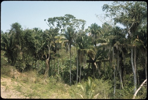 Five miles north of San Pancho, on the road to Puerto Vallarta