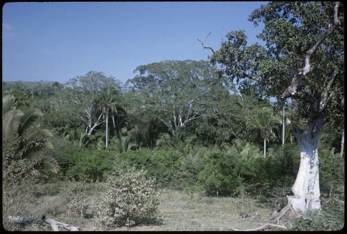 Tropical vegetation near La Peñita