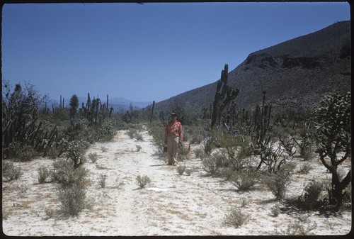 Old trail near road to La Union, looking southeast