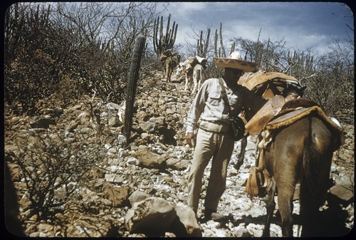Trail of Quiñi toward Comondú