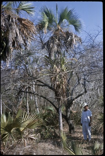 Savanna vegetation near Rosamorada