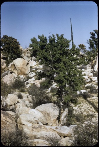 Elephant tree, approaching Cataviñacito
