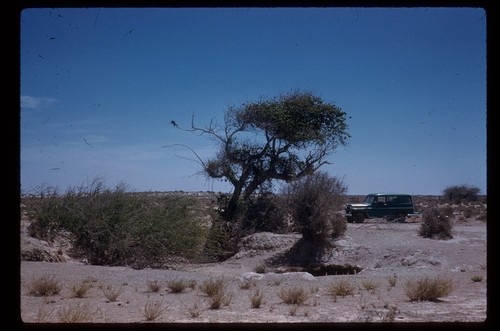 Old Ojo de Liebre waterhole