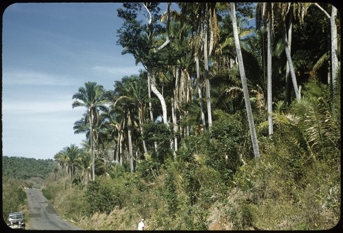 Palm trees on road to San Blas