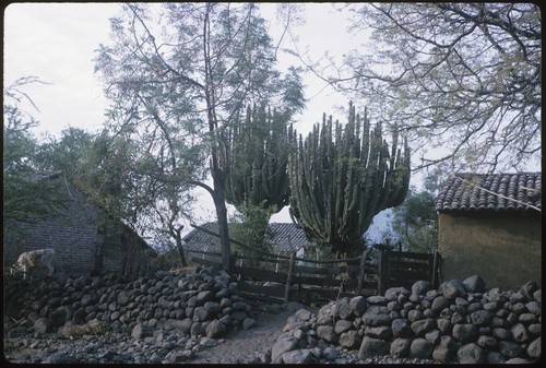 Pitayo cacti in Uzeta