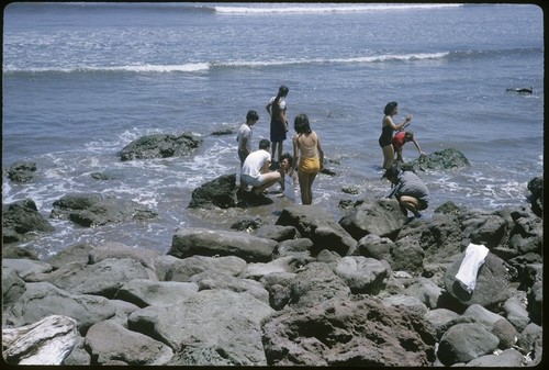 Gathering oysters at Matanchén