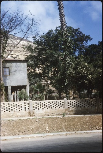 Tasajo in palm tree, Ensenada