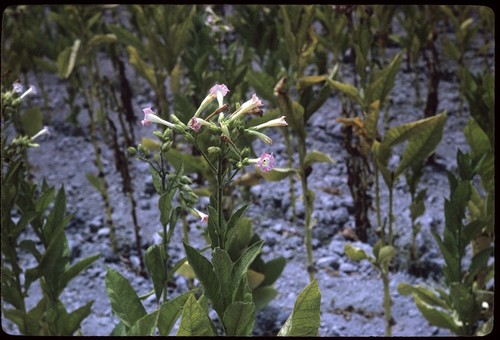 Flowers of tobacco plant, near Tecuala