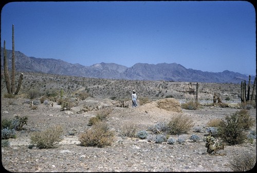 Calamajué ruins