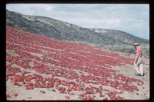 Drying chiles near El Rosario