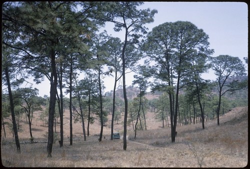 Pine forest east of San Pedro Lagunillas