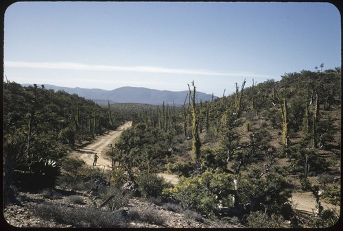 Between Santo Dominguito and Rosarito