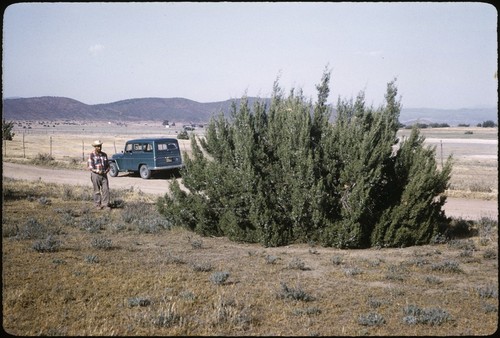 Juniper tree near Ojos Negros
