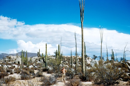 Cirio plants near Catavina Ranch