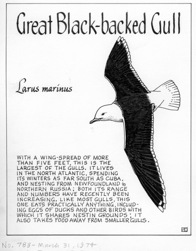 Great black-backed gull: Larus marinus (illustration from "The Ocean World")