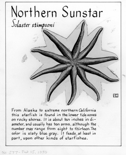 Northern sunstar: Solaster stimpsoni (illustration from "The Ocean World")