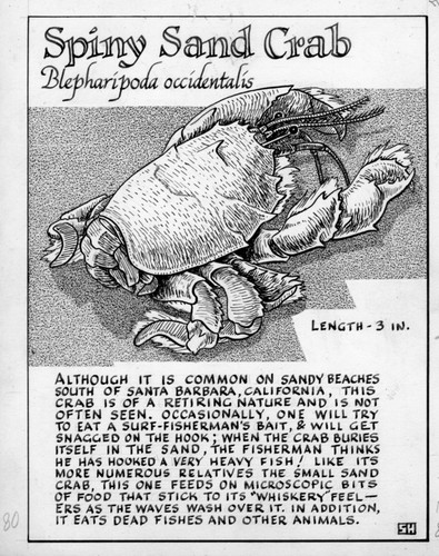 Spiny sand crab: Blepharipoda occidentalis (illustration from "The Ocean World")