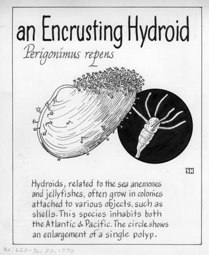 An encrusting hydroid: Perigonimus repens (illustration from "The Ocean World")