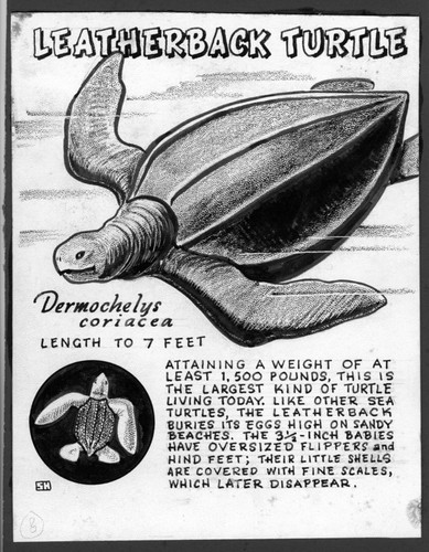 Leatherback turtle: Dermochelys coriacea (illustration from "The Ocean World")