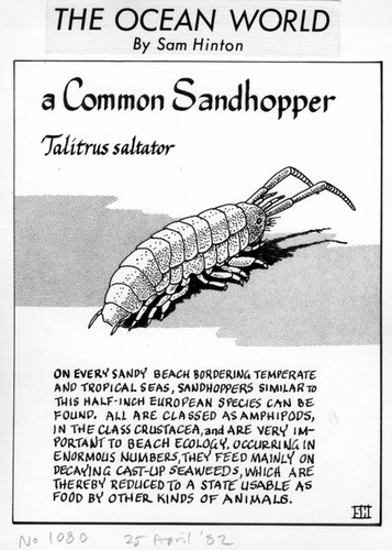 A common sandhopper: Talitrus saltator (illustration from "The Ocean World")