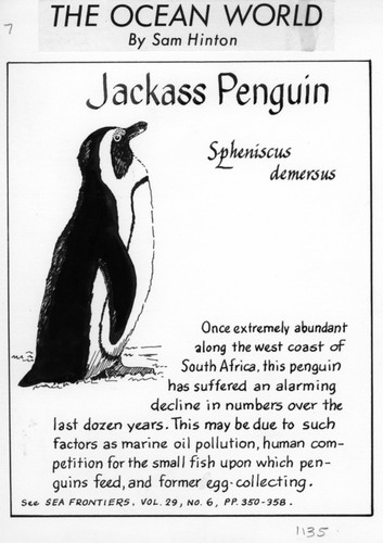 Jackass penguin: Spheniscus demersus (illustration from "The Ocean World")