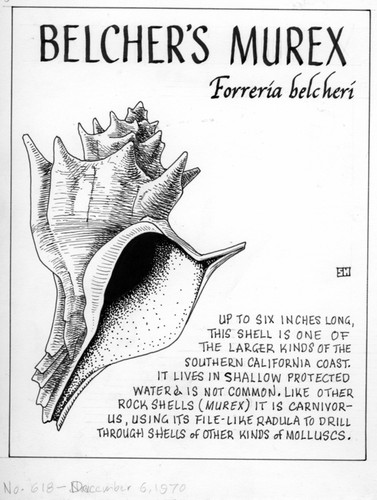 Belcher's murex: Forreria belcheri (illustration from "The Ocean World")