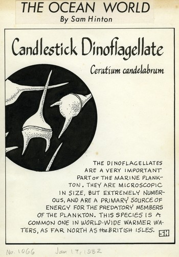 Candlestick dinoflagellate: Ceratium candelabrum (illustration from "The Ocean World")