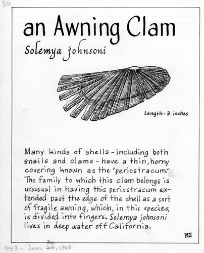 Awning clam: Solemya johnsoni (illustration from "The Ocean World")