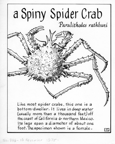 A spiny spider crab: Paralithodes rathbuni (illustration from "The Ocean World")