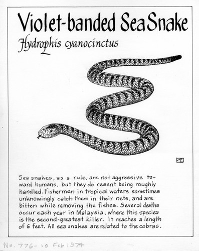 Violet-banded sea snake: Hydrophis cyanocinctus (illustration from "The Ocean World")