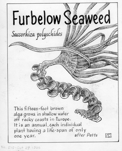 Furbelow seaweed: Saccorhiza polyschides (illustration from "The Ocean World")