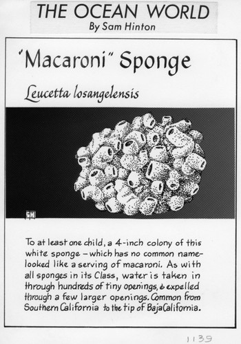 Macaroni sponge: Leucetta losangelensis (illustration from "The Ocean World")