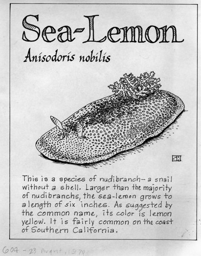 Sea-lemon: Anisodoris nobilis (illustration from "The Ocean World")