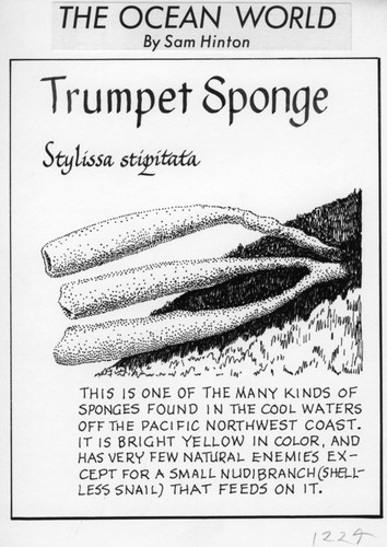 Trumpet sponge: Stylissa stipitata (illustration from "The Ocean World")