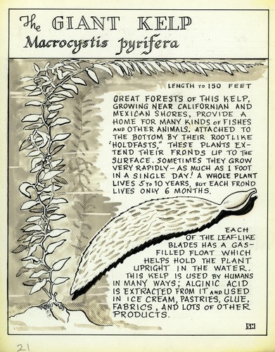 The giant kelp: Macrocystis pyrifera (illustration from "The Ocean World")