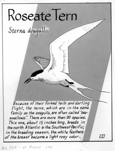 Roseate tern: Sterna dougallii (illustration from "The Ocean World")