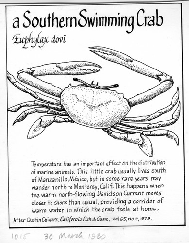 A southern swimming crab: Euphylax dovi (illustration from "The Ocean World")