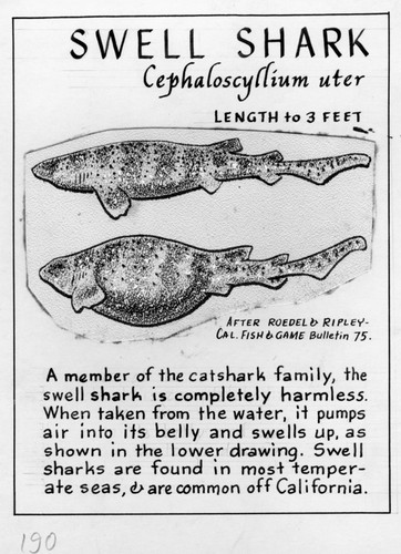 Swell shark: Cephaloscyllium uter (illustration from "The Ocean World")