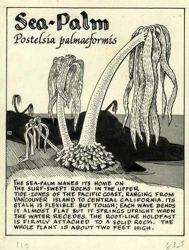 Sea-palm: Postelsia palmaeformis (illustration from "The Ocean World")